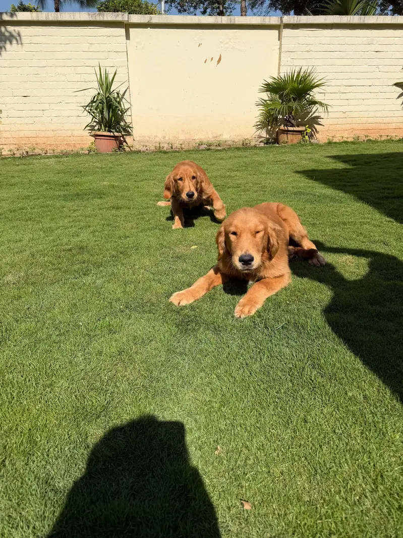 Pair of Beautiful Golden Retriever Puppies for Sale – 7 Months Old — photo 3