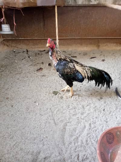 Rooster