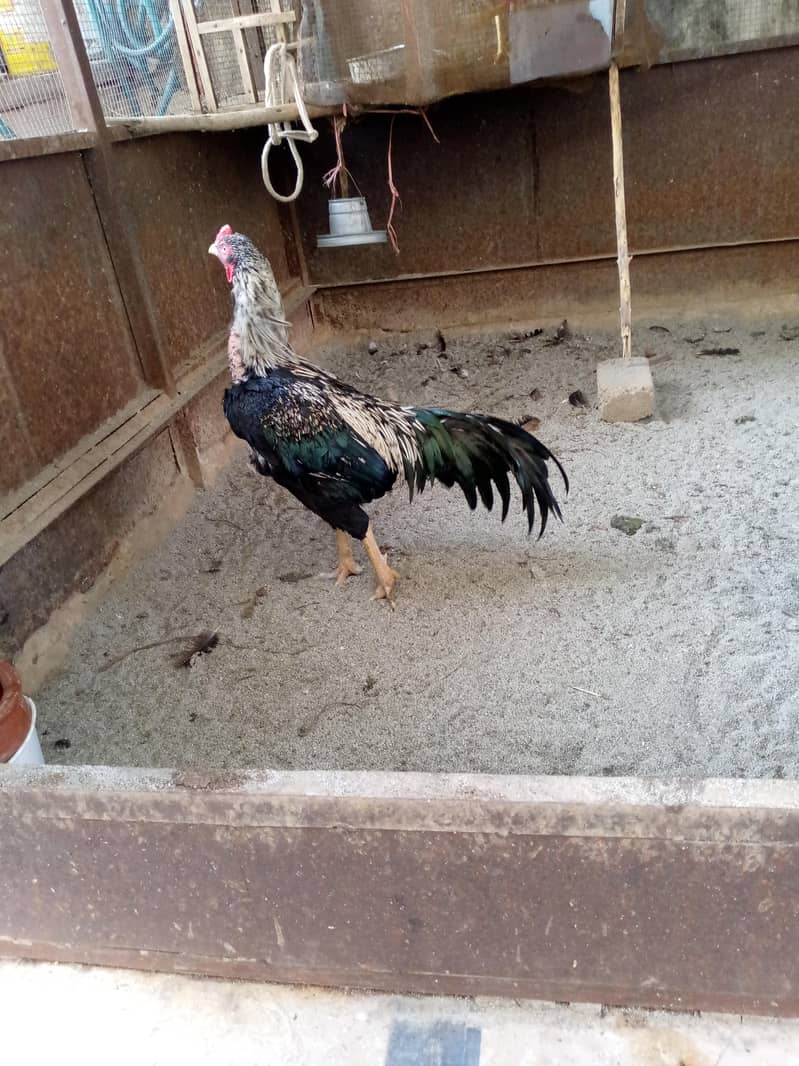 Rooster 1