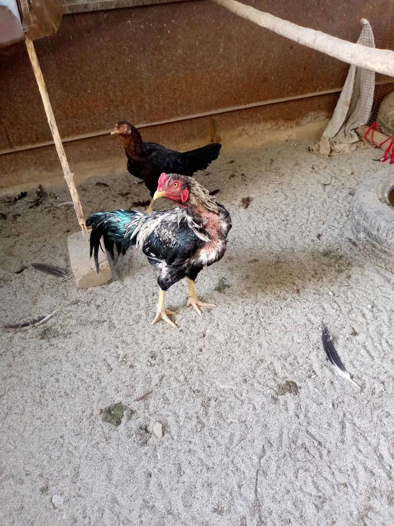 Rooster 2