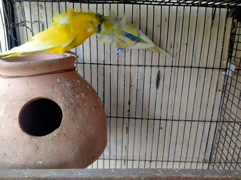 hogoromo and rainbow budgies. — photo 2