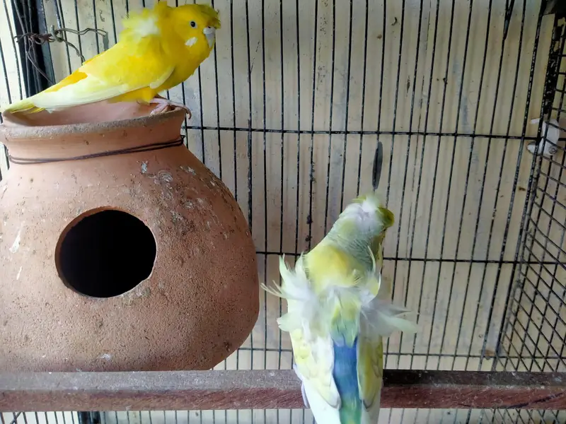 hogoromo and rainbow budgies. — photo 3