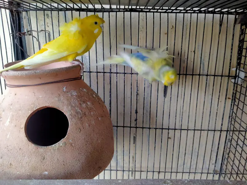 hogoromo and rainbow budgies. — photo 4