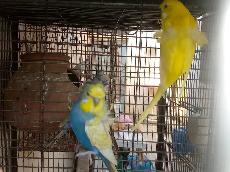 hogoromo and rainbow budgies. — photo 5