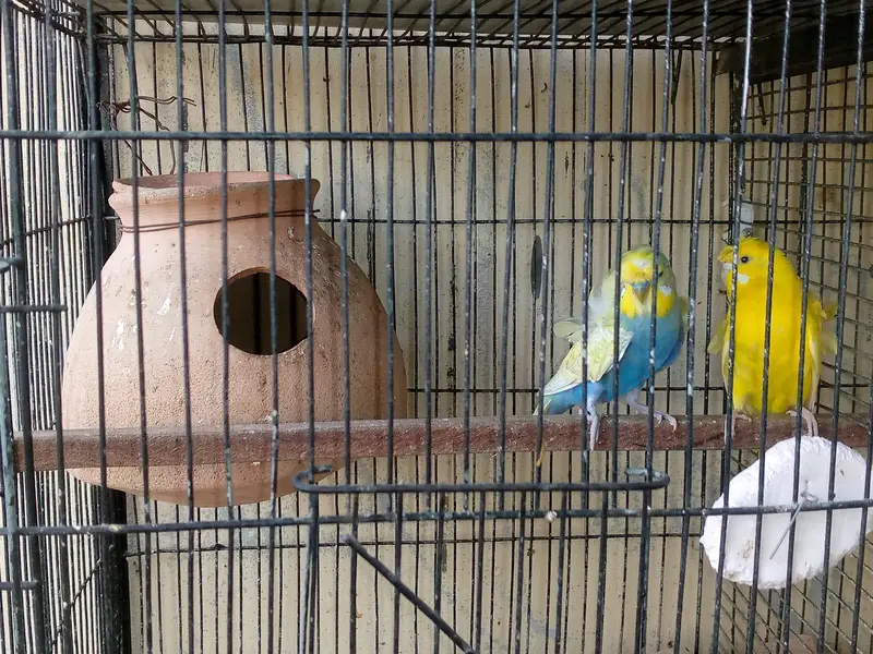 hogoromo and rainbow budgies. — photo 6