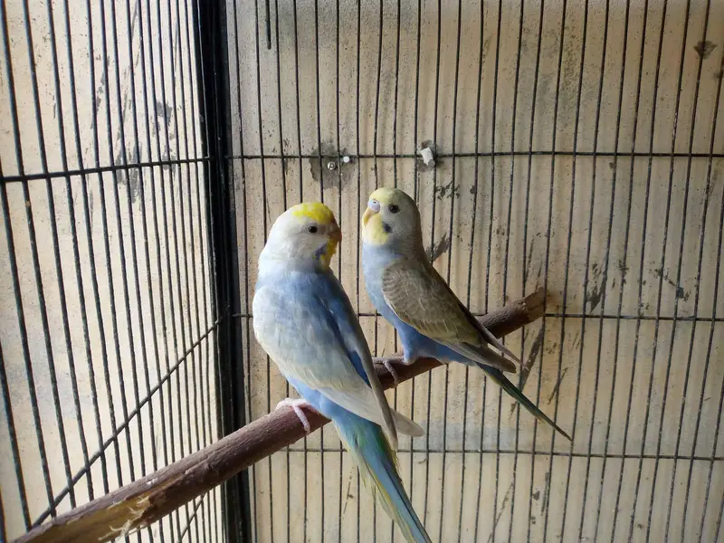 hogoromo and rainbow budgies. — photo 7