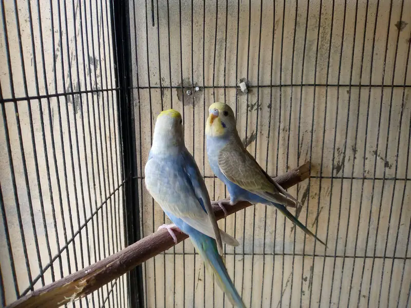 hogoromo and rainbow budgies. — photo 8