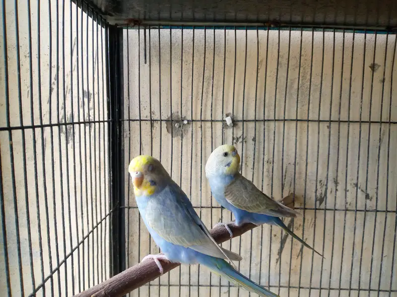 hogoromo and rainbow budgies. — photo 9