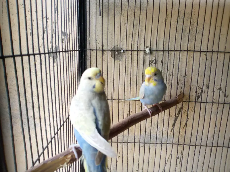 hogoromo and rainbow budgies. — photo 10
