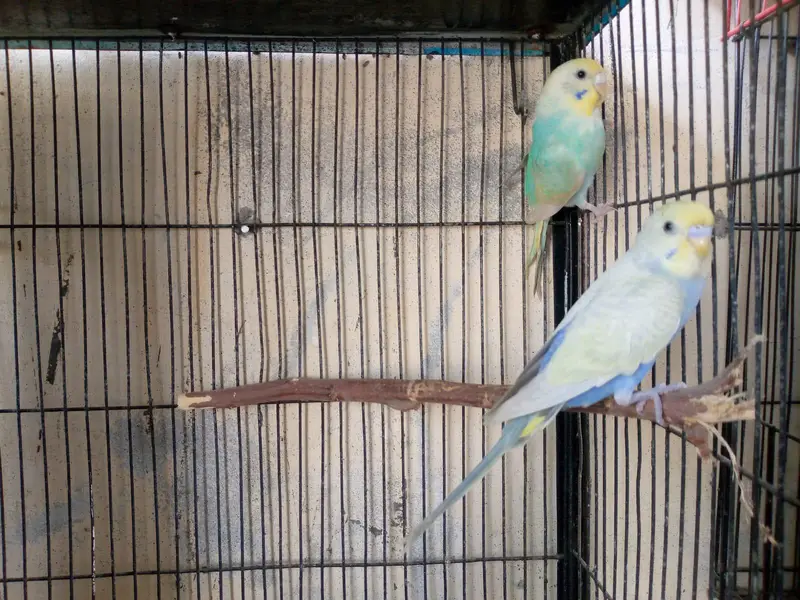 hogoromo and rainbow budgies. — photo 11