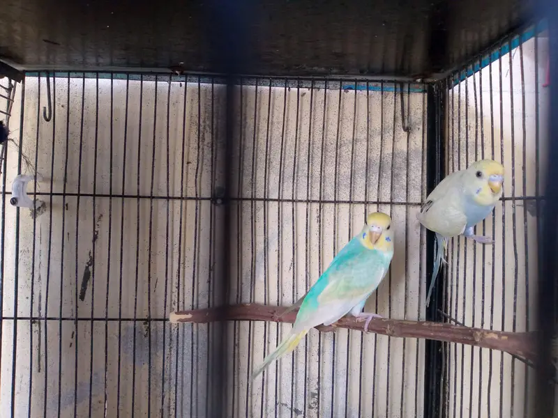 hogoromo and rainbow budgies. — photo 12