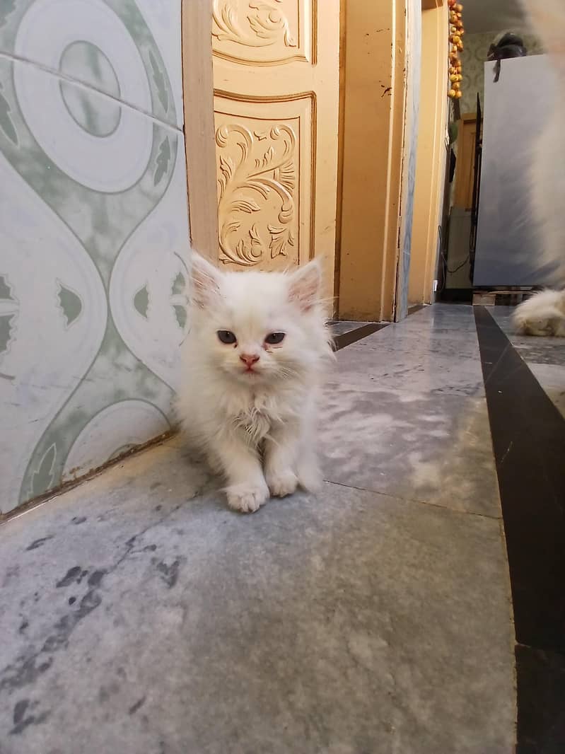 percian kittens 0