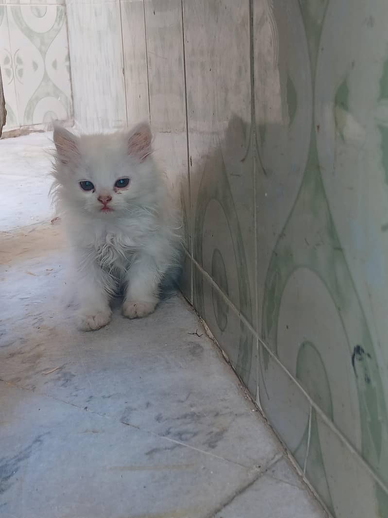percian kittens 1