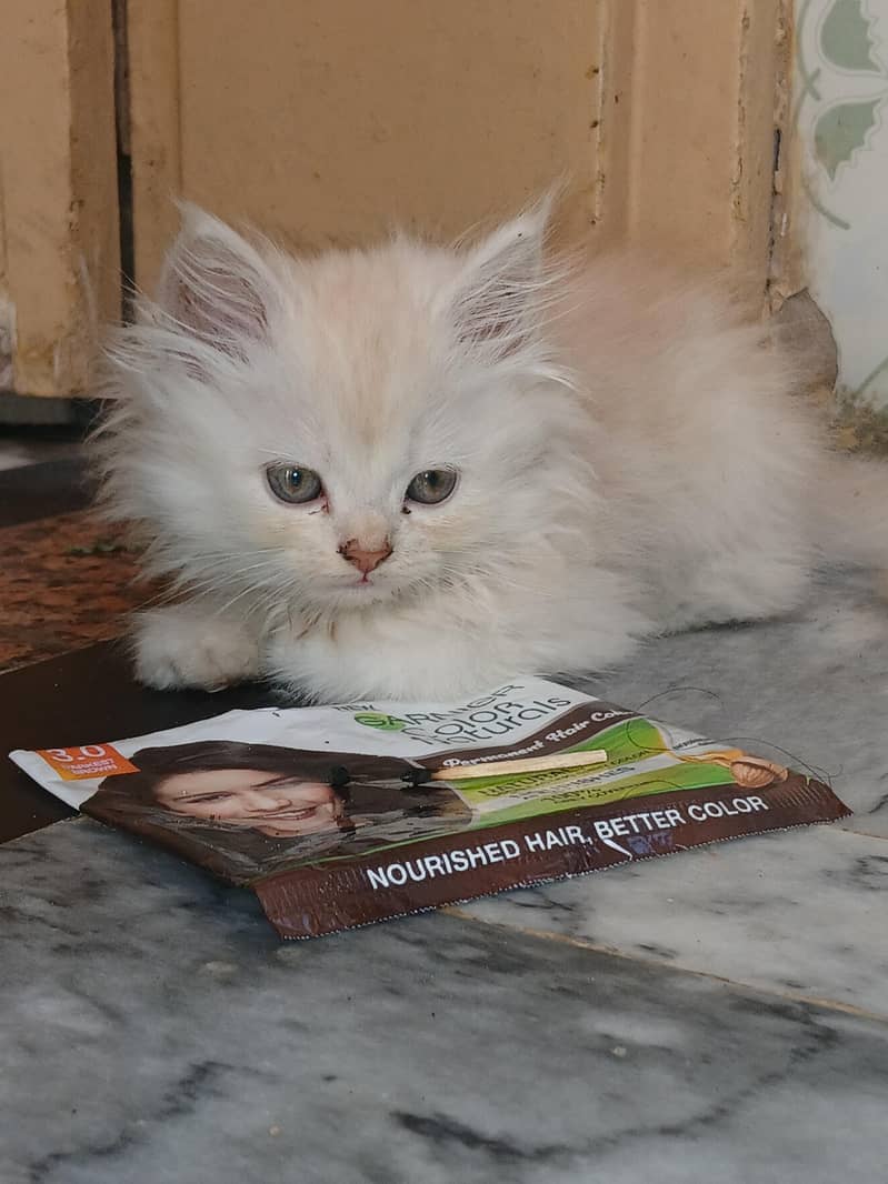 percian kittens 2