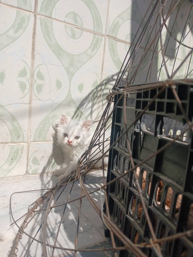 percian kittens 3