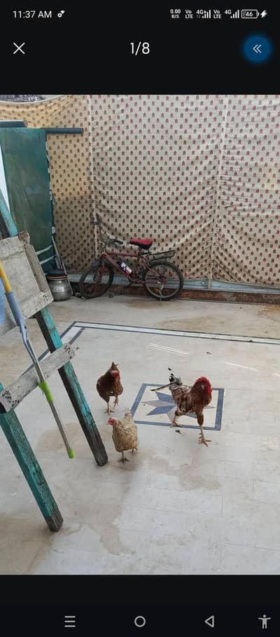 two heads are one cock