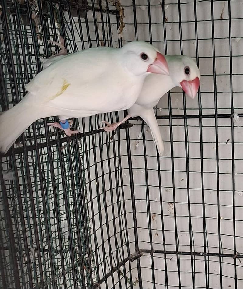 Java Birds 2