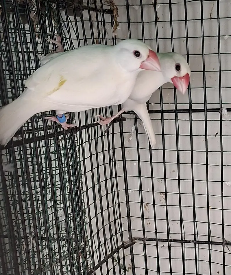 Java Birds — photo 3