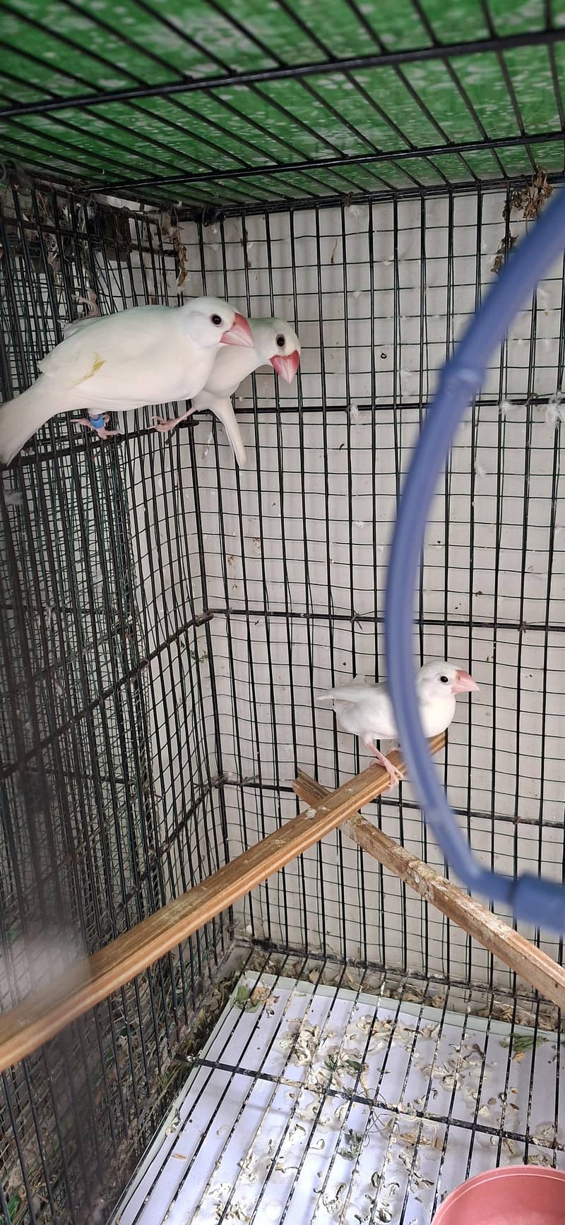 Java Birds 3
