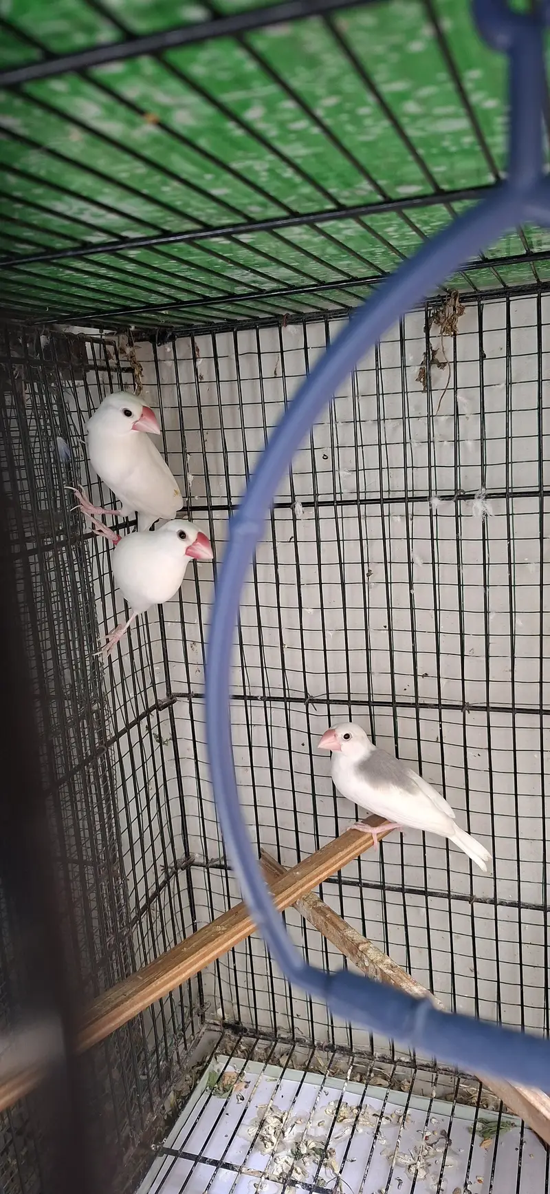 Java Birds — photo 7