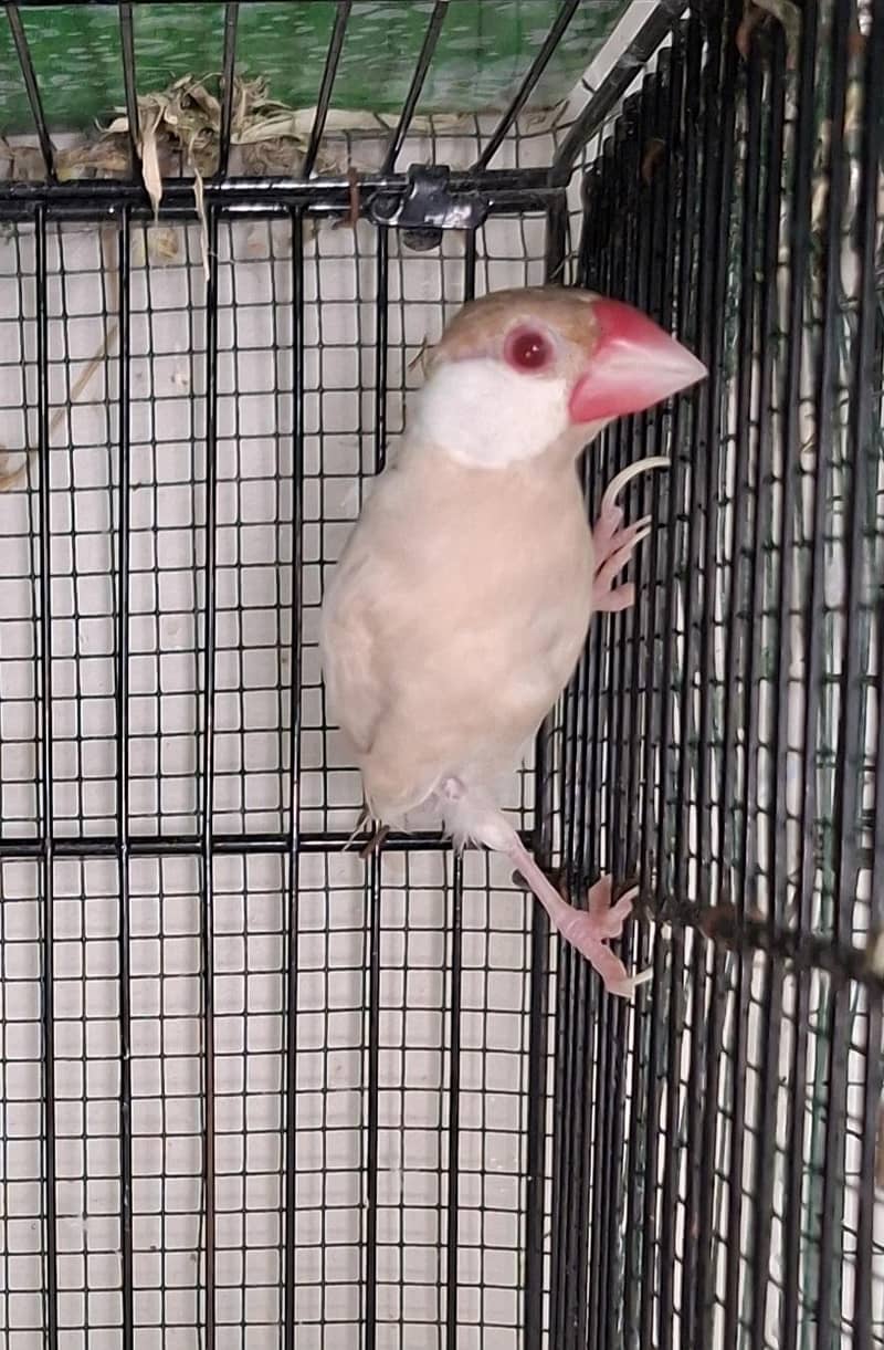 Java Birds 8