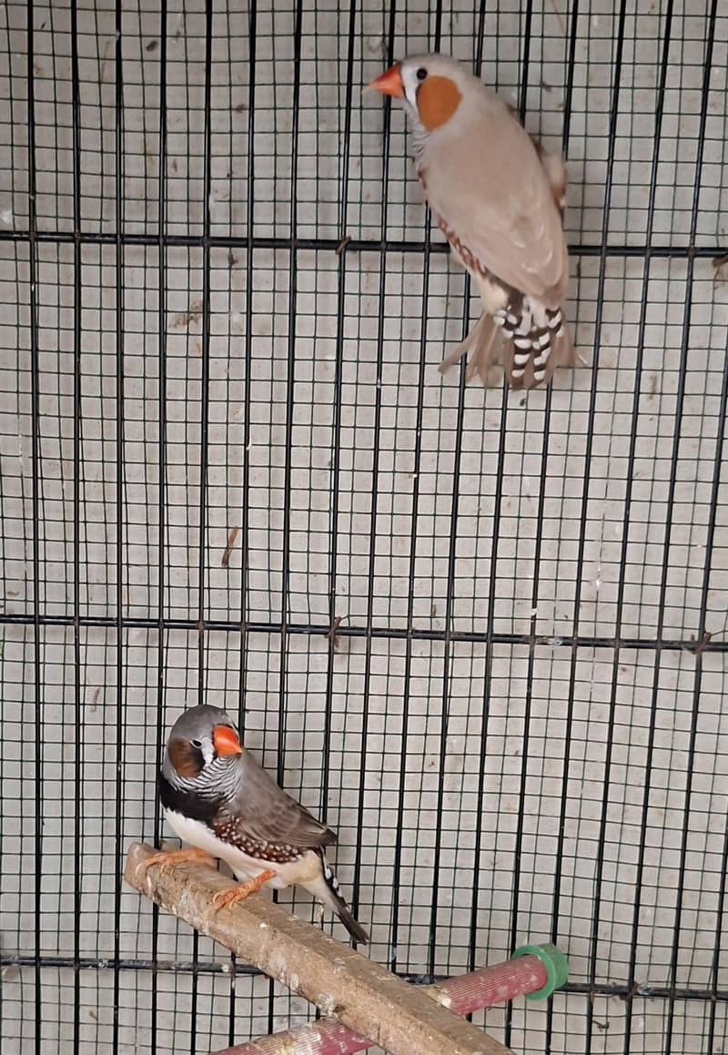 Java Birds 13