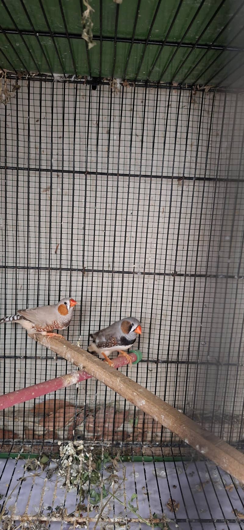 Java Birds 15