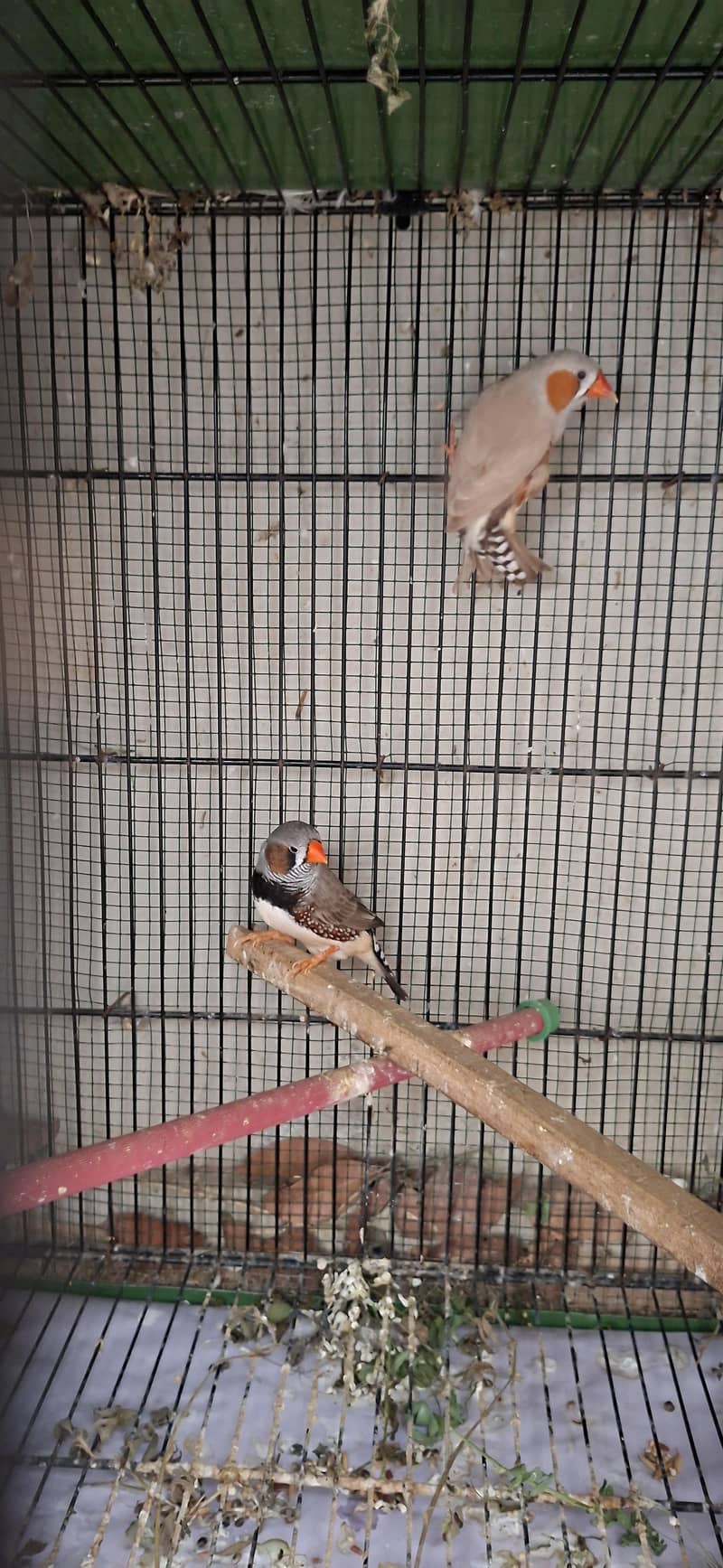 Java Birds 16
