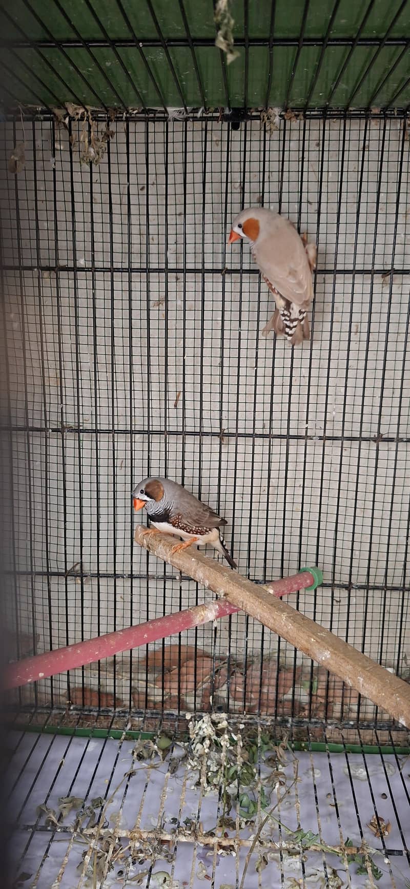 Java Birds 17