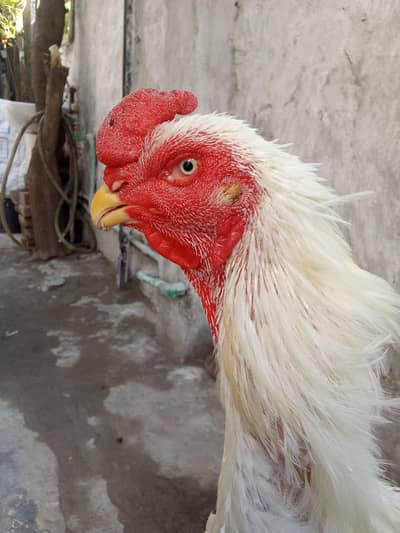pure japanese white shamo pair active and healthy.