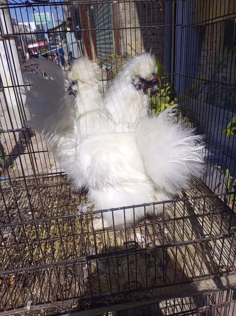 white silky white bantam whaite heavy — photo 2