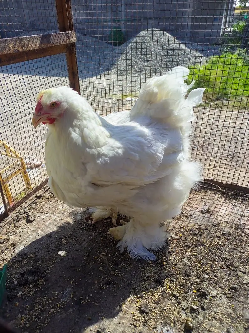 white silky white bantam whaite heavy — photo 3