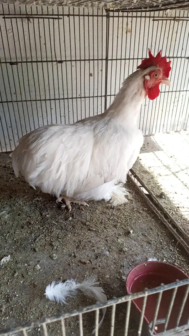 white silky white bantam whaite heavy — photo 4