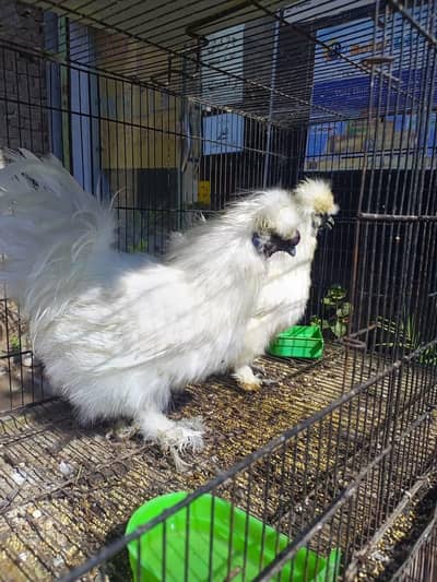 white silky white bantam whaite heavy