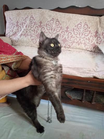 ragdoll male cat for sale