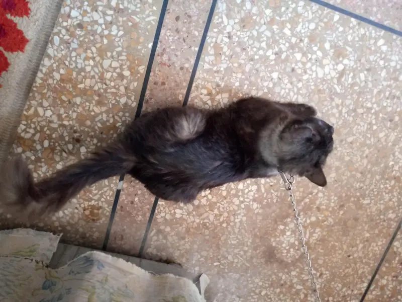 ragdoll male cat for sale — photo 3