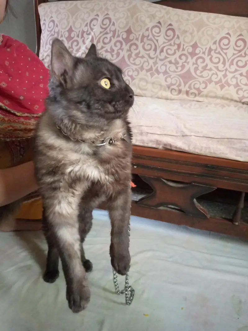 ragdoll male cat for sale — photo 4