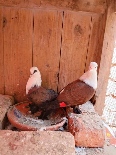 karbali Pigeon available