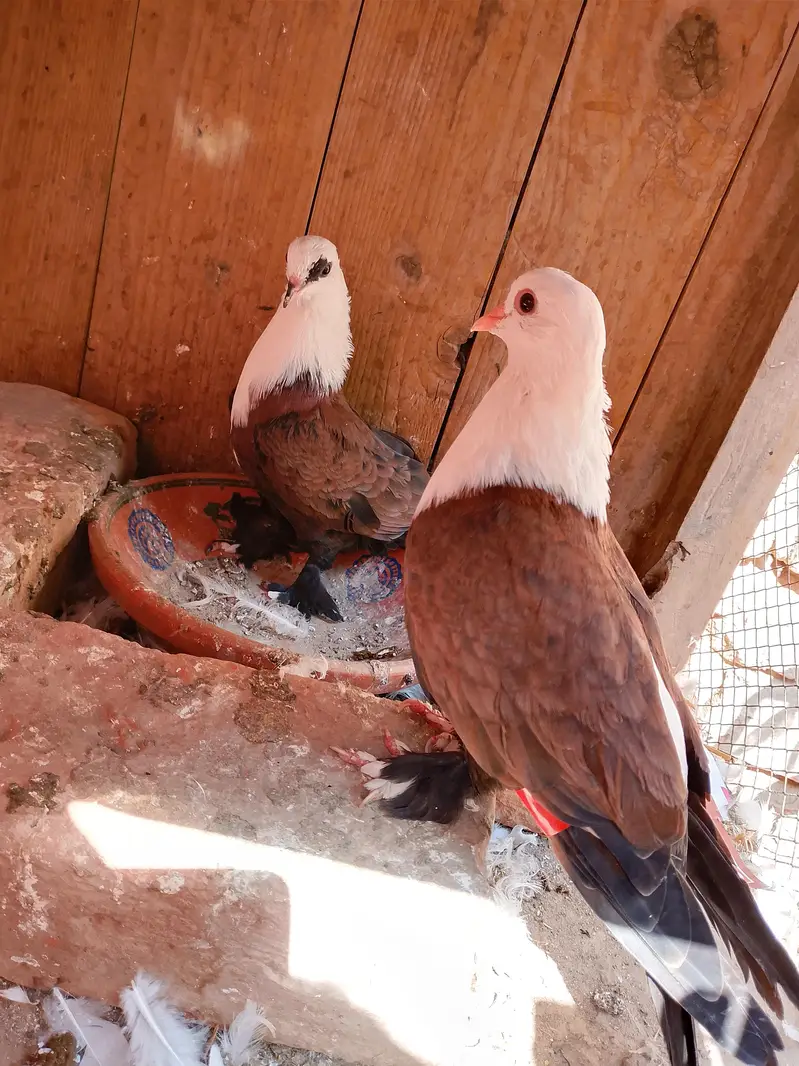 karbali Pigeon available — photo 2