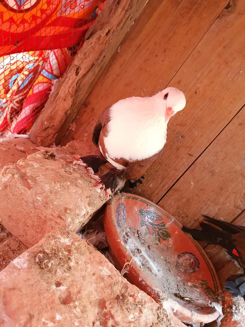 karbali Pigeon available — photo 3