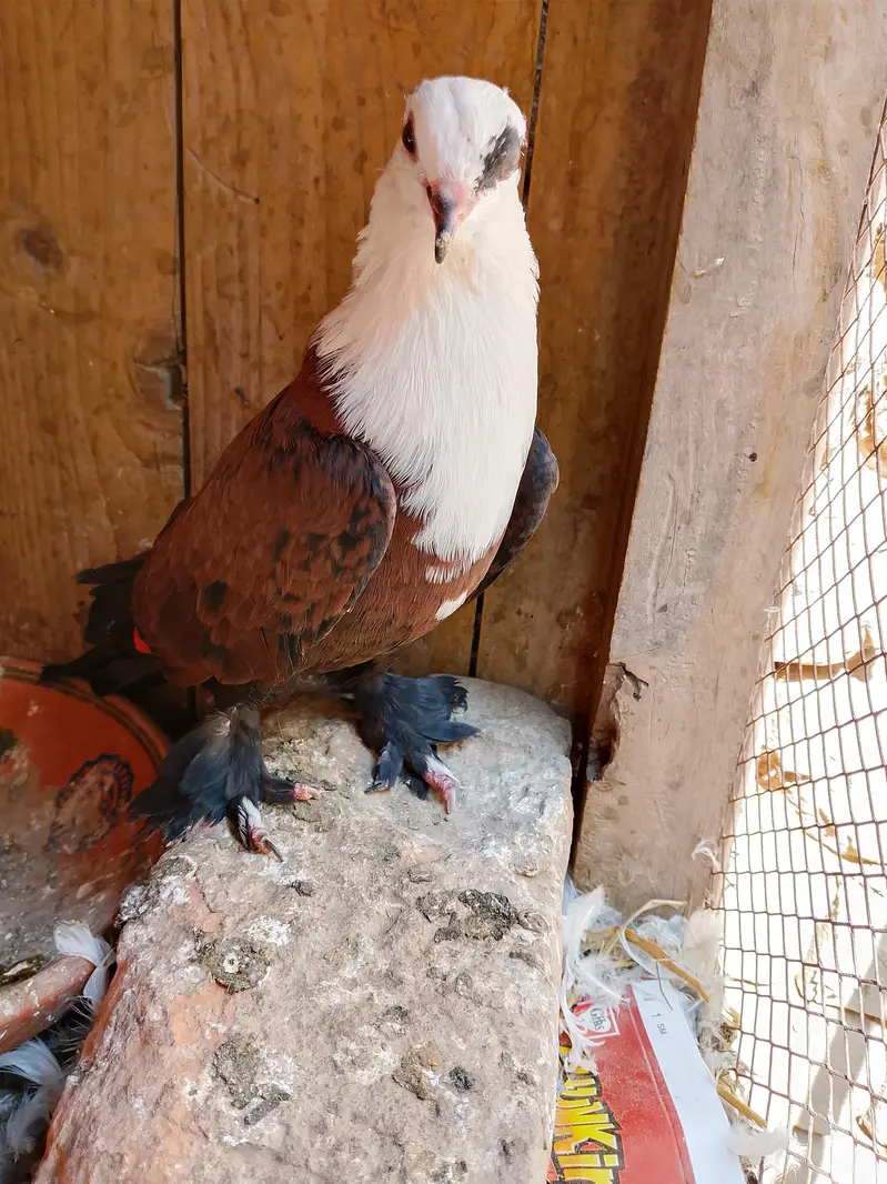 karbali Pigeon available — photo 4