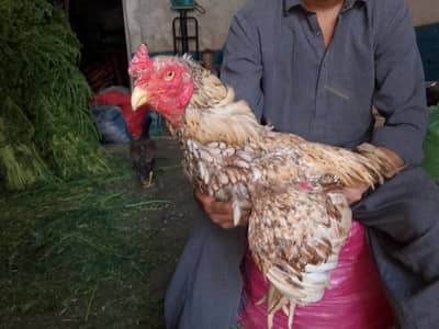 mianwali shijra