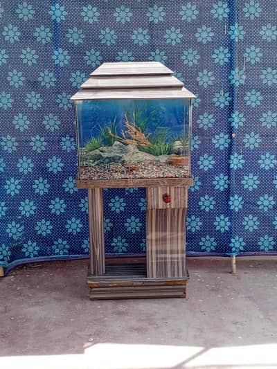 fish aquarium