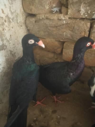black danish forr sell male fimile confirm ni