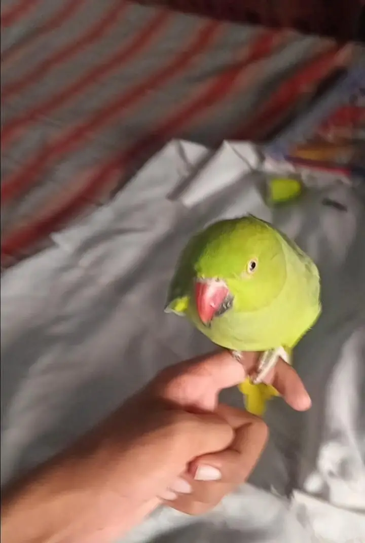 hand tame ha bolta bhi ha — photo 3