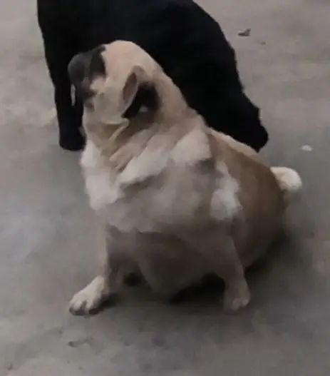 Pug Female Healthy Active and Playful — photo 2