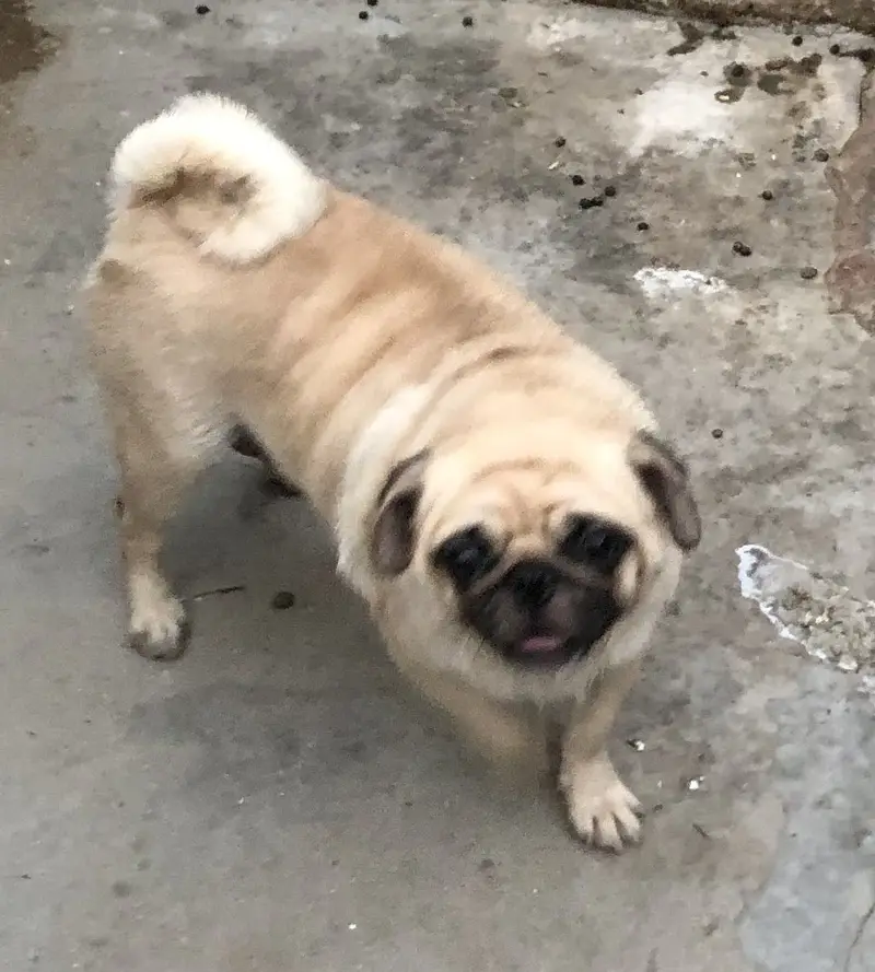 Pug Female Healthy Active and Playful — photo 3