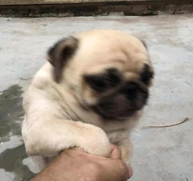 Pug Female Healthy Active and Playful — photo 4