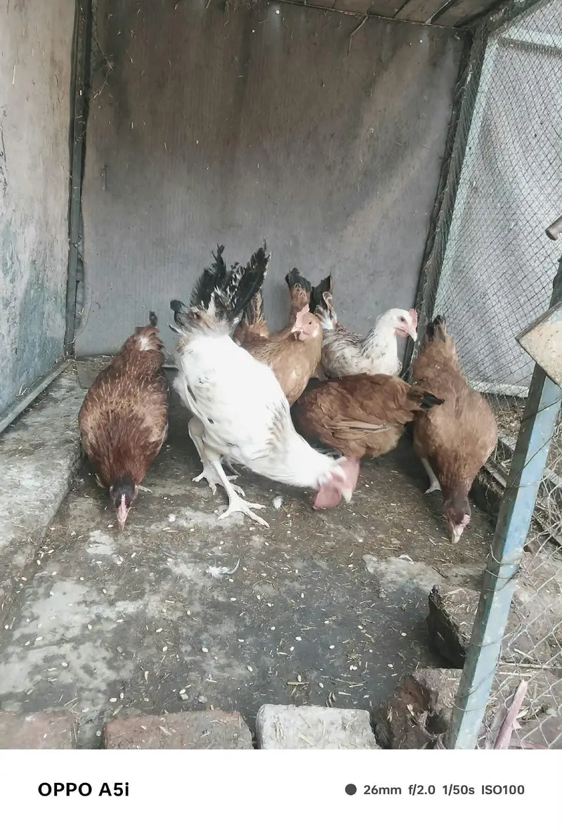Ghar ke pale hoe desi murgia — photo 2