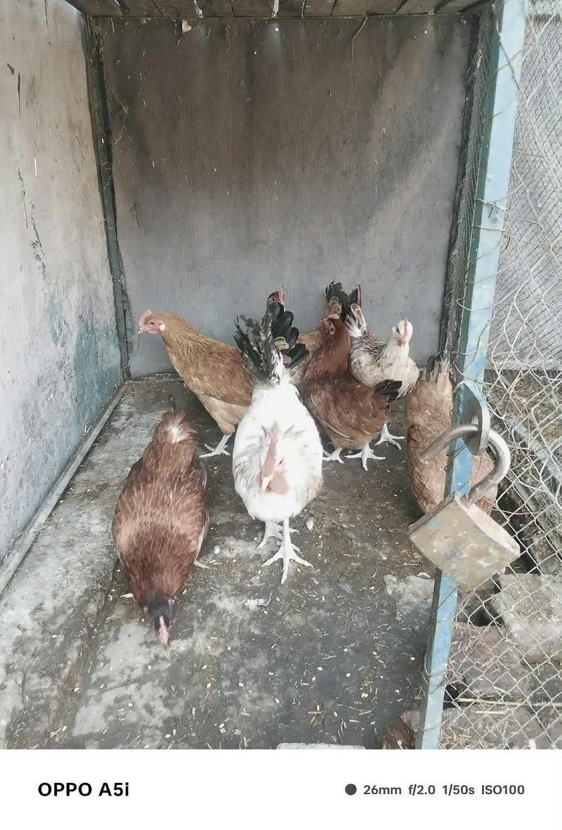 Ghar ke pale hoe desi murgia — photo 3